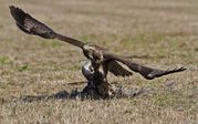 TONY HOWES - BUZZARD WITH PREY